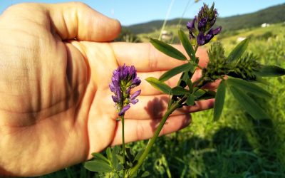 CURSO DE FITOTERAPIA PRÁCTICA